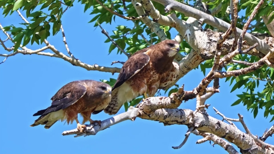 Kite, Hawk, Bird, Wildlife, Beak, Wild