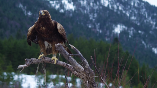 Kite, Hawk, Bird, Wildlife, Eagle, Beak