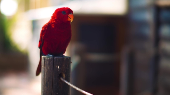 Klip Video, Macaw, Parrot, Bird, Beak, Feather