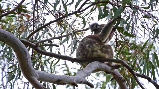 Koala, Mammal, Tree, Primate, Lemur, Wildlife