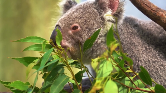 Koala, Mammal, Wildlife, Wild, Fur, Animals