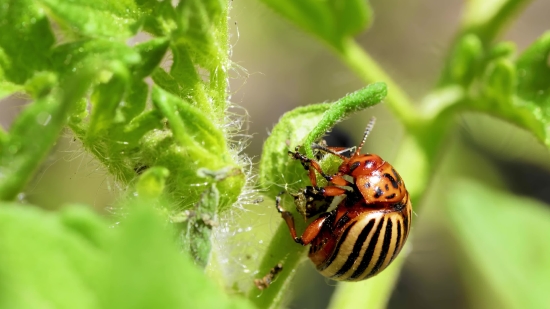 Ladybug, Leaf Beetle, Beetle, Insect, Arthropod, Bug