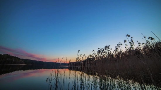 Lake, Sky, Water, Swamp, Landscape, Tree