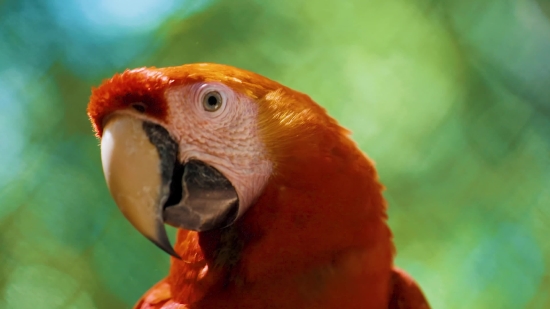 Lake Video Free Download, Macaw, Parrot, Bird, Beak, Animal