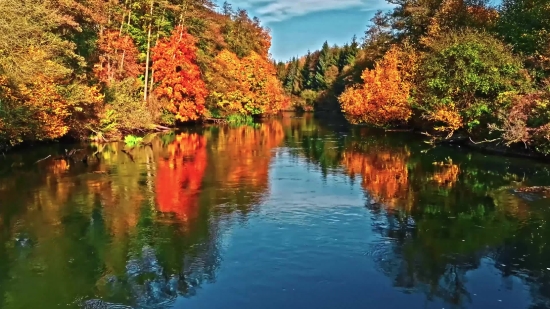 Lakeside, Shore, Landscape, Lake, Water, Forest