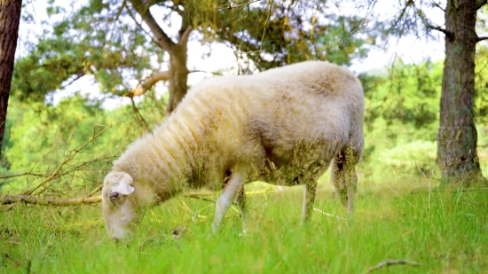 Lamb, Lambkin, Sheep, Young Mammal, Farm, Grass