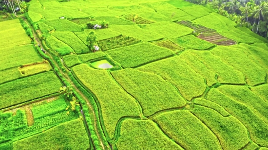 Landscape, Field, Agriculture, Rural, Grass, Plant