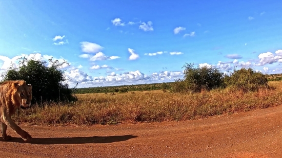 Landscape, Field, Sky, Tree, Rural, Farm