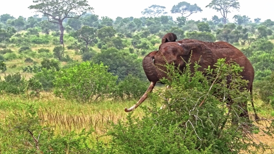 Landscape, Giraffe, Grass, Mammal, Tree, Travel