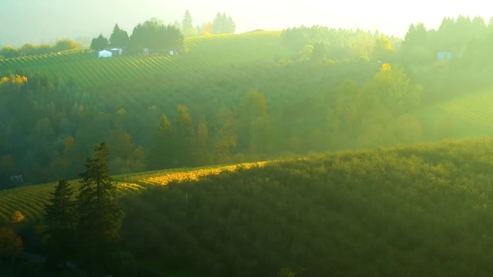 Landscape, Rapeseed, Sky, Tree, Oilseed, Field