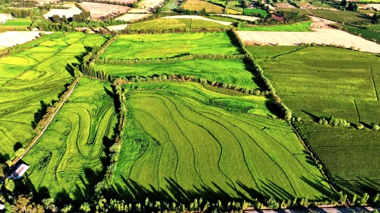 Landscape, Rural, Agriculture, Plant, Field, Farm