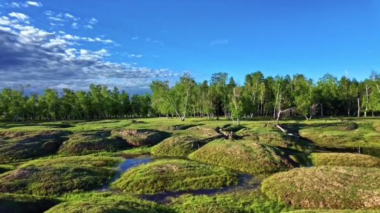 Landscape, Tree, Grass, Forest, Field, Sky