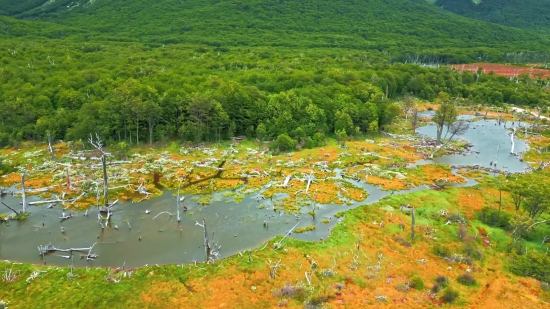 Landscape, Tree, Land, Rural, Forest, Swamp