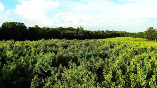 Landscape, Tree, Plant, Field, Forest, Field Soybean