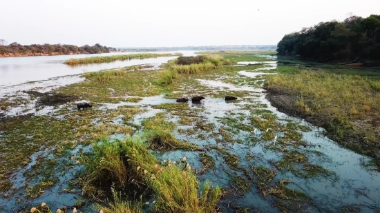 Landscape, Water, Forest, Swamp, River, Lake