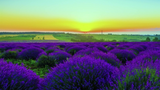 Lavender, Shrub, Field, Woody Plant, Plant, Vascular Plant