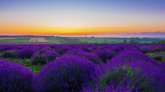 Lavender, Shrub, Woody Plant, Vascular Plant, Field, Plant