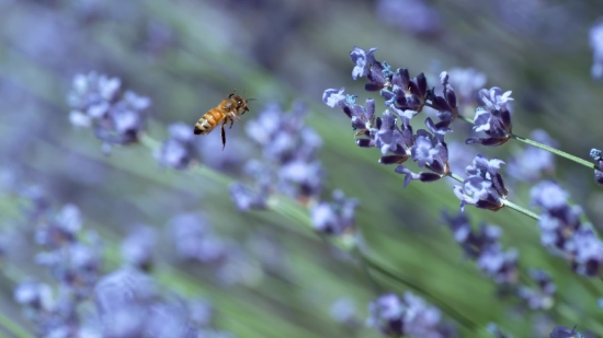 Lavender, Vascular Plant, Shrub, Plant, Herb, Woody Plant