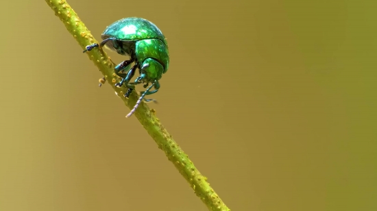 Leaf Beetle, Beetle, Insect, Arthropod, Invertebrate, Bug