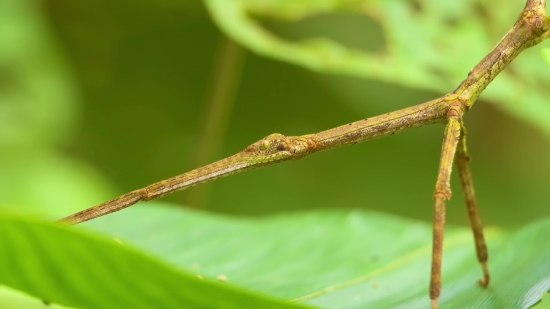 Leaf, Plant, Close, Environment, Insect, Dew