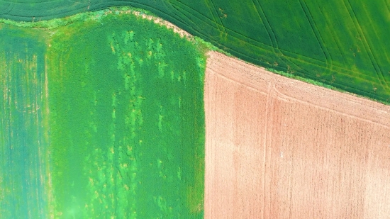 Leaf, Plant, Texture, Close, Wallpaper, Pattern