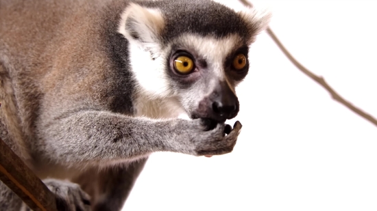 Lemur, Baby, Primate, Mammal, Cute, Pet