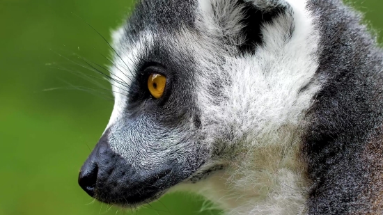 Lemur, Primate, Mammal, Fur, Wildlife, Wild