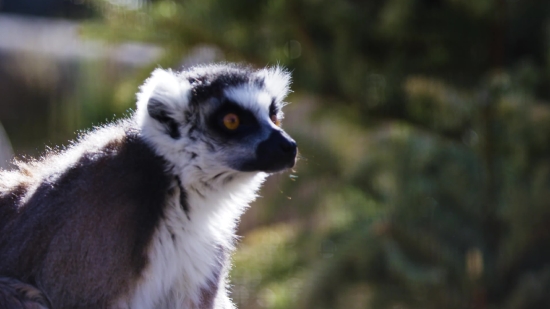 Lemur, Primate, Mammal, Wildlife, Fur, Cute