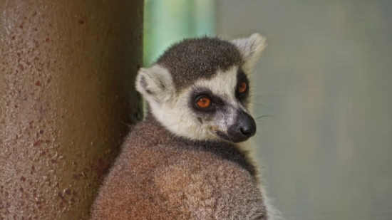 Lemur, Primate, Mammal, Wildlife, Fur, Wild