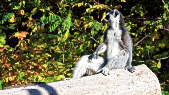 Lemur, Primate, Mammal, Wildlife, Wild, Fur