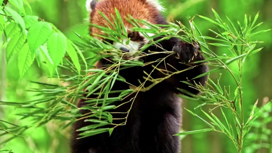 Lesser Panda, Mammal, Tree, Plant, Branch, Wild