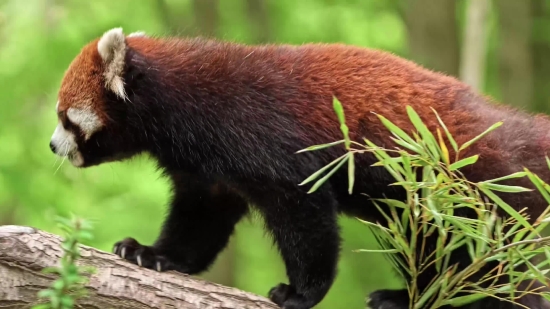 Lesser Panda, Mammal, Wildlife, Wild, Animals, Fur