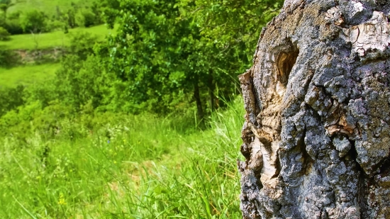 Letterkenny Clips, Tree, Woody Plant, Forest, Vascular Plant, Plant