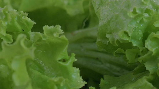 Lettuce, Herb, Vascular Plant, Plant, Vegetable, Leaf Lettuce