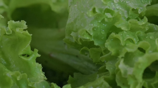 Lettuce, Herb, Vascular Plant, Vegetable, Plant, Leaf Lettuce