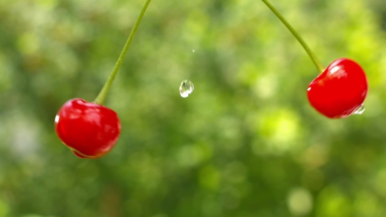 Library Footage, Berry, Fruit, Currant, Cherry, Shrub