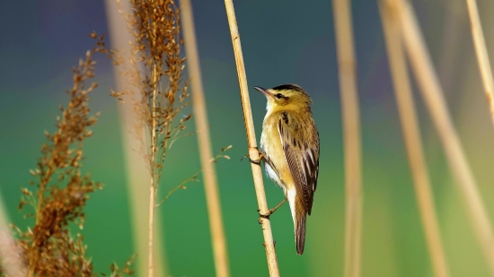 Light Background Video Download, Wren, Bird, Wildlife, Vertebrate, Beak