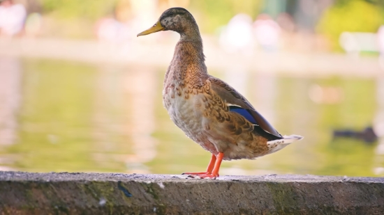 Light Bulb Stock Video, Drake, Duck, Red-breasted Merganser, Merganser, Waterfowl