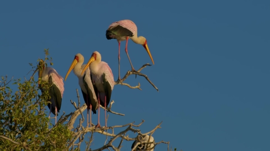 Lighting Green Screen Effect Download, White Stork, Stork, Wading Bird, Bird, Aquatic Bird