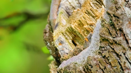 Lightning Green Screen Video Download, Tree, Woody Plant, Cacao, Vascular Plant, Plant