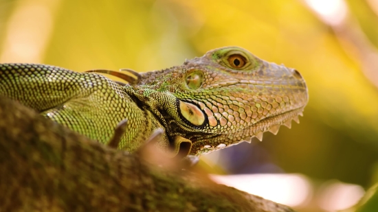 Lightning Stock Footage Free, Common Iguana, Lizard, Reptile, Wildlife, Iguana