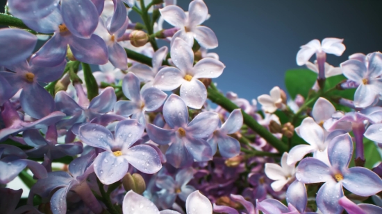 Lilac, Flower, Plant, Flowers, Garden, Blossom