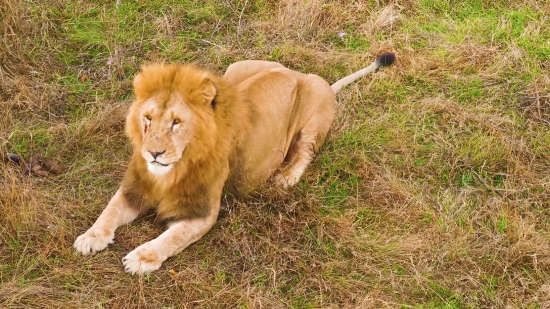 Lion, Big Cat, Feline, Cat, Wildlife, Predator