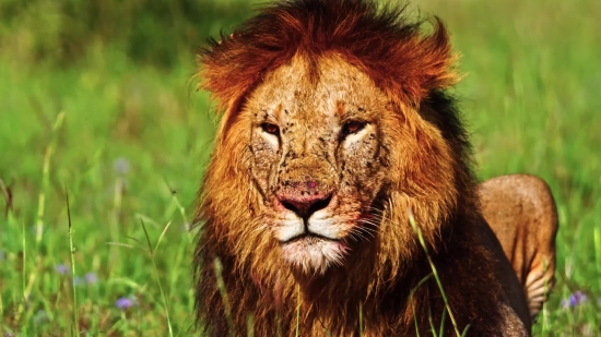 Lion, Big Cat, Feline, Predator, Cat, Wildlife