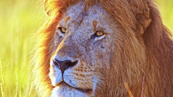 Lion, Big Cat, Feline, Predator, Cat, Wildlife