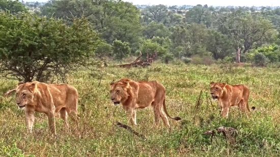 Lion, Calf, Mammal, Feline, Wildlife, Young Mammal