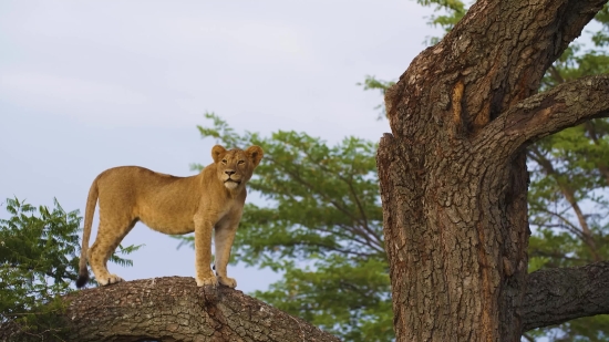 Lion, Feline, Big Cat, Cat, Knoll, Wildlife