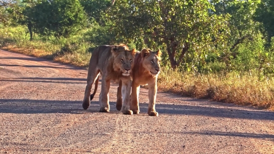 Lion, Feline, Big Cat, Predator, Mammal, Wildlife