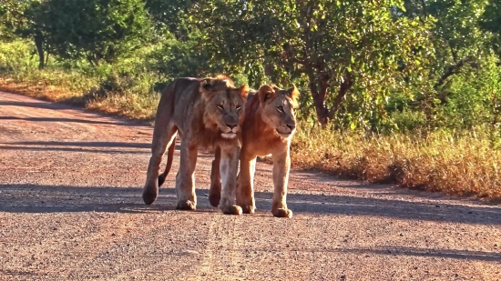 Lion, Feline, Big Cat, Predator, Wildlife, Mammal