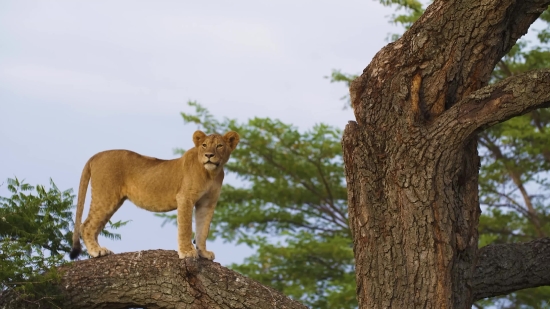 Lion, Feline, Cat, Wildlife, Predator, Big Cat